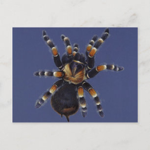 Cartão Postal Tarantula Portrait