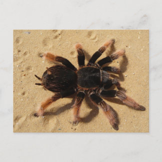 Cartão Postal Tarântula Rosa Mexicana