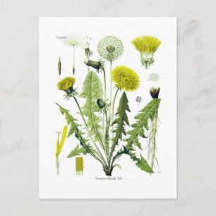 Cartão Postal Taraxacum officinale (Dandelion)