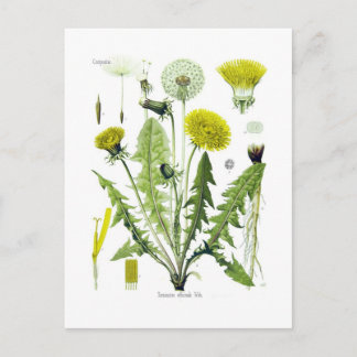 Cartão Postal Taraxacum officinale (Dandelion)