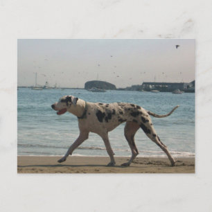 Cartão Postal Tarde - Stroll III