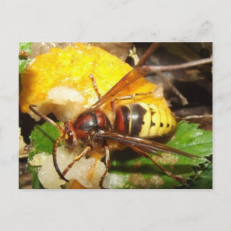 Cartão Postal Tarjeta postal De Avispas