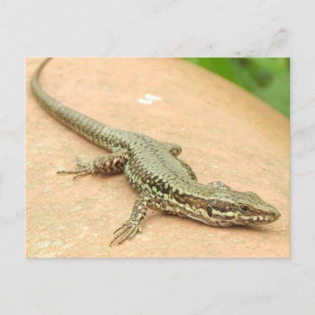 Cartão Postal Tarjeta Postal Lagartija (Frente)