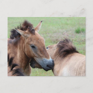 Cartão Postal Tarpans