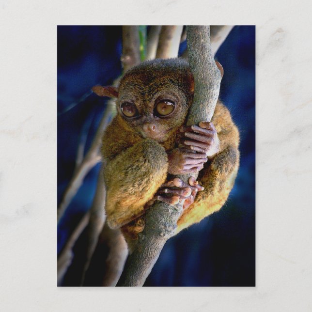 Cartão Postal Tarsier (Frente)