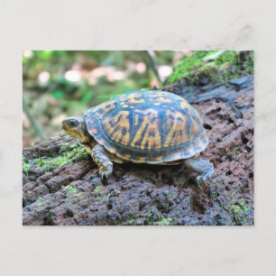 Cartão Postal Tartaruga
