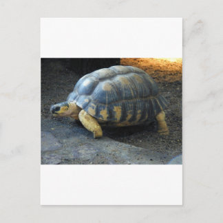 Cartão Postal tartaruga
