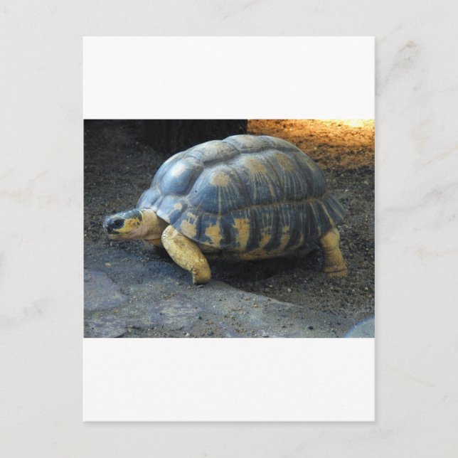 Cartão Postal tartaruga (Frente)