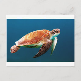 Cartão Postal tartaruga-863