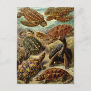 Cartão Postal Tartaruga (Chelonia) por Haeckel