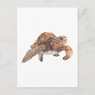 Cartão Postal Tartaruga Cópia Cópia Cópia Cópia Cópia Cópia Cópi