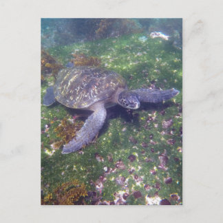 Cartão Postal tartaruga das galápagos