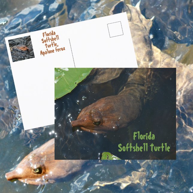 Cartão Postal Tartaruga de Casca Mole da Flórida Fotografia da V (Criador carregado)