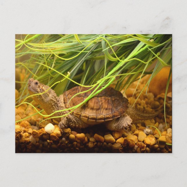 Cartão Postal Tartaruga de Encaixe (Nova York) (Frente)