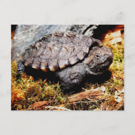 Cartão Postal Tartaruga de estalagem