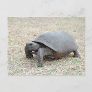 Cartão Postal Tartaruga de Gopher