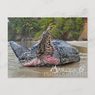 Cartão Postal Tartaruga de Leatherback