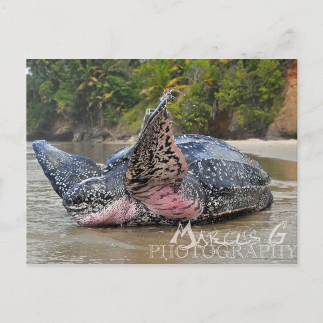 Cartão Postal Tartaruga de Leatherback (Frente)
