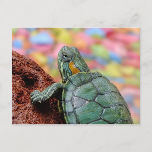 Cartão Postal Tartaruga-de-orelha-vermelha