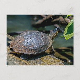 Cartão Postal Tartaruga de Rio em Tortuguero - Costa Rica