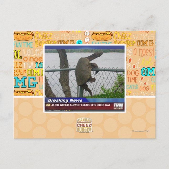 Cartão Postal Tartaruga de saída (Frente)