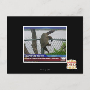 Cartão Postal Tartaruga de saída