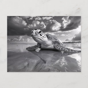 Cartão Postal Tartaruga-do-mar Negra e Arte Branca