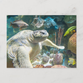 Cartão Postal Tartaruga do Mar Verde