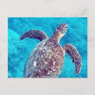 Cartão Postal Tartaruga do Mar Verde do Havaí
