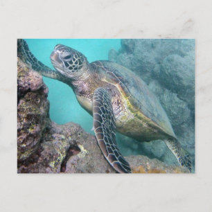 Cartão Postal Tartaruga do Mar Verde do Havaí