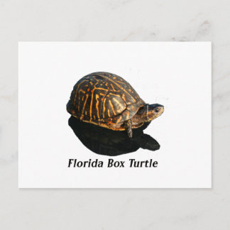 Cartão Postal Tartaruga Flórida Box Fotografia w Texto