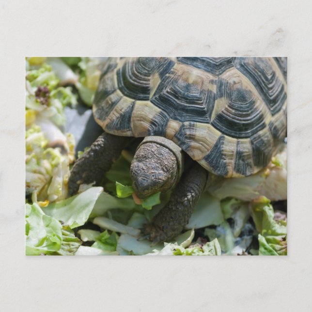 Cartão Postal Tartaruga Fofa (Frente)