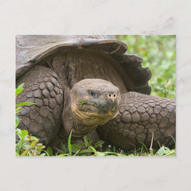 Cartão Postal Tartaruga gigante (Frente)