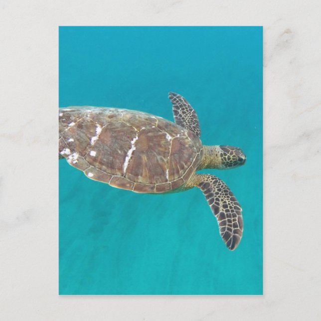 Cartão Postal Tartaruga Honu do Havaí (Frente)