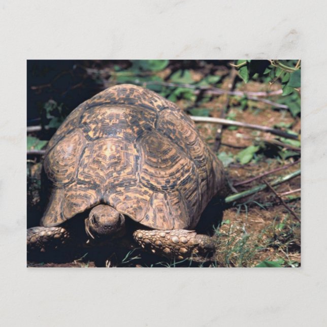Cartão Postal Tartaruga-leopardo (Frente)