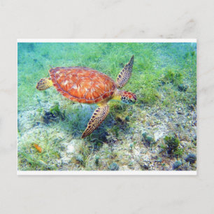 Cartão Postal tartaruga marinha