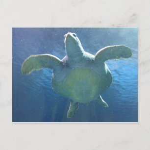 Cartão Postal Tartaruga marinha