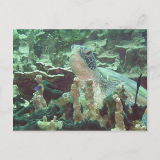 Cartão Postal Tartaruga marinha