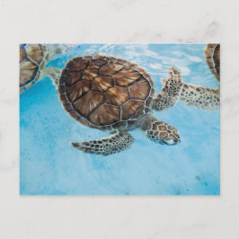 Cartão Postal Tartaruga marinha