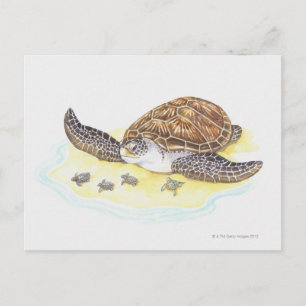 Cartão Postal Tartaruga marinha e bebês