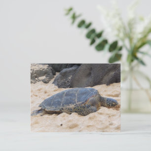 Cartão Postal Tartaruga Marinha Havaiana