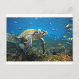 Cartão Postal Tartaruga marinha nadando na laguna Ilhas Galápago