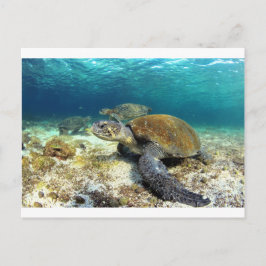 Cartão Postal Tartaruga marinha relaxando submarina na lagoa tro