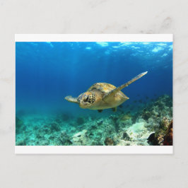Cartão Postal Tartaruga marinha submarina