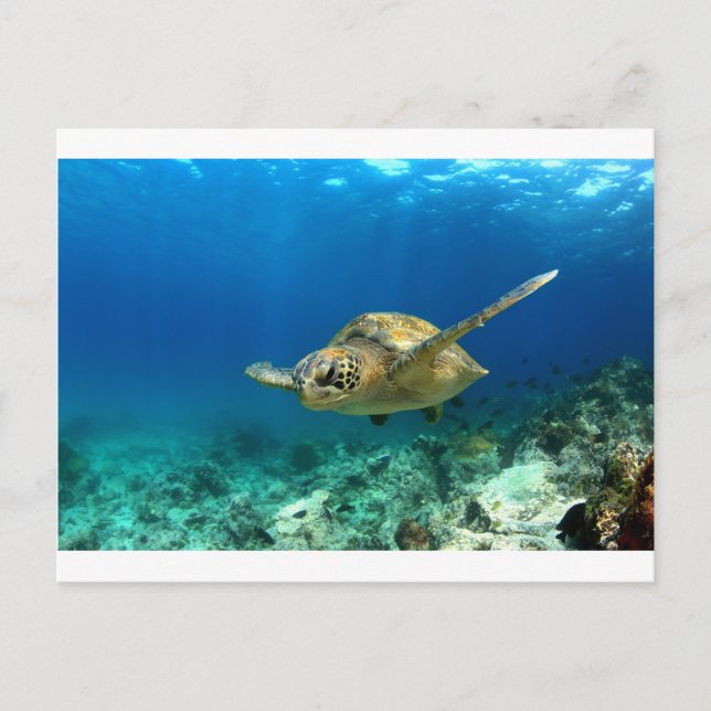 Cartão Postal Tartaruga marinha submarina (Frente)