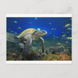 Cartão Postal Tartaruga marinha submarina oceânica tropical do P