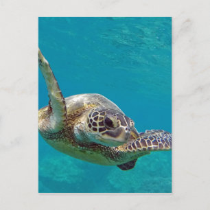 Cartão Postal Tartaruga Marinha Verde do Havaí - Honu
