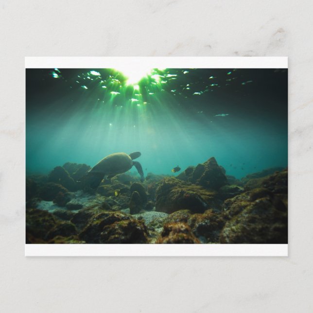 Cartão Postal Tartaruga marinha verde-oceânica submarina (Frente)