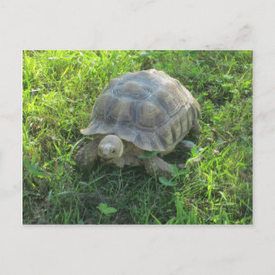 Cartão Postal Tartaruga na grama
