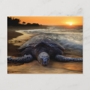 Cartão Postal Tartaruga no Sunset